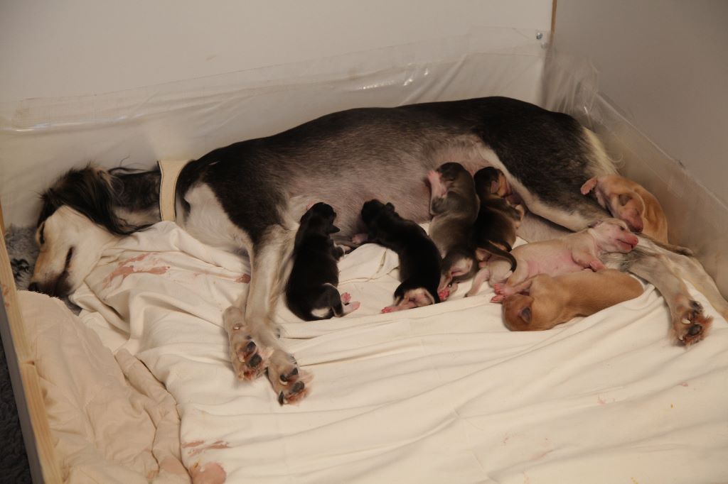 Min Al Kaïros - Naissance des chiots de Haïku et Isfandiyar